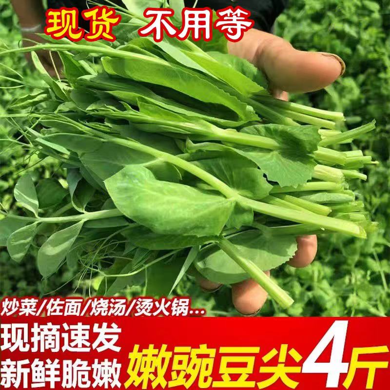 苏北新鲜现摘豌豆尖应季蔬菜火锅滑肉汤食材可商用