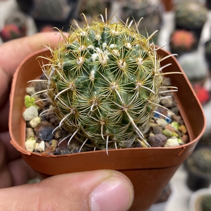 绿花金罗萨特价福利