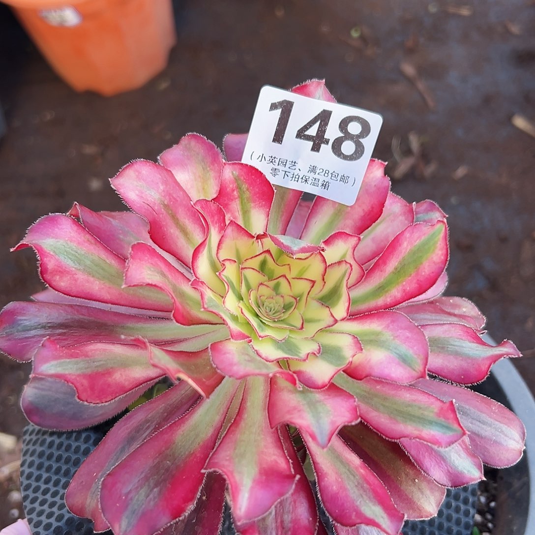 多肉植物多肉植物148