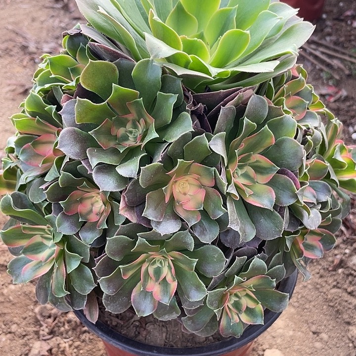 727香妃对肉植物的