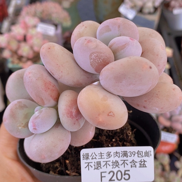 蛋黄奶9cm205多肉