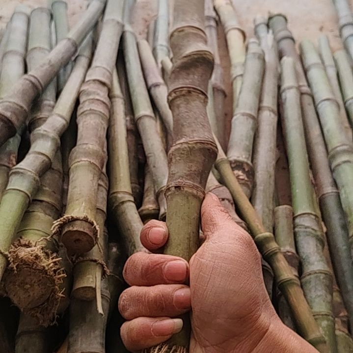 2***签少时诵诗书，贯穿数万字。迩来窥陈编