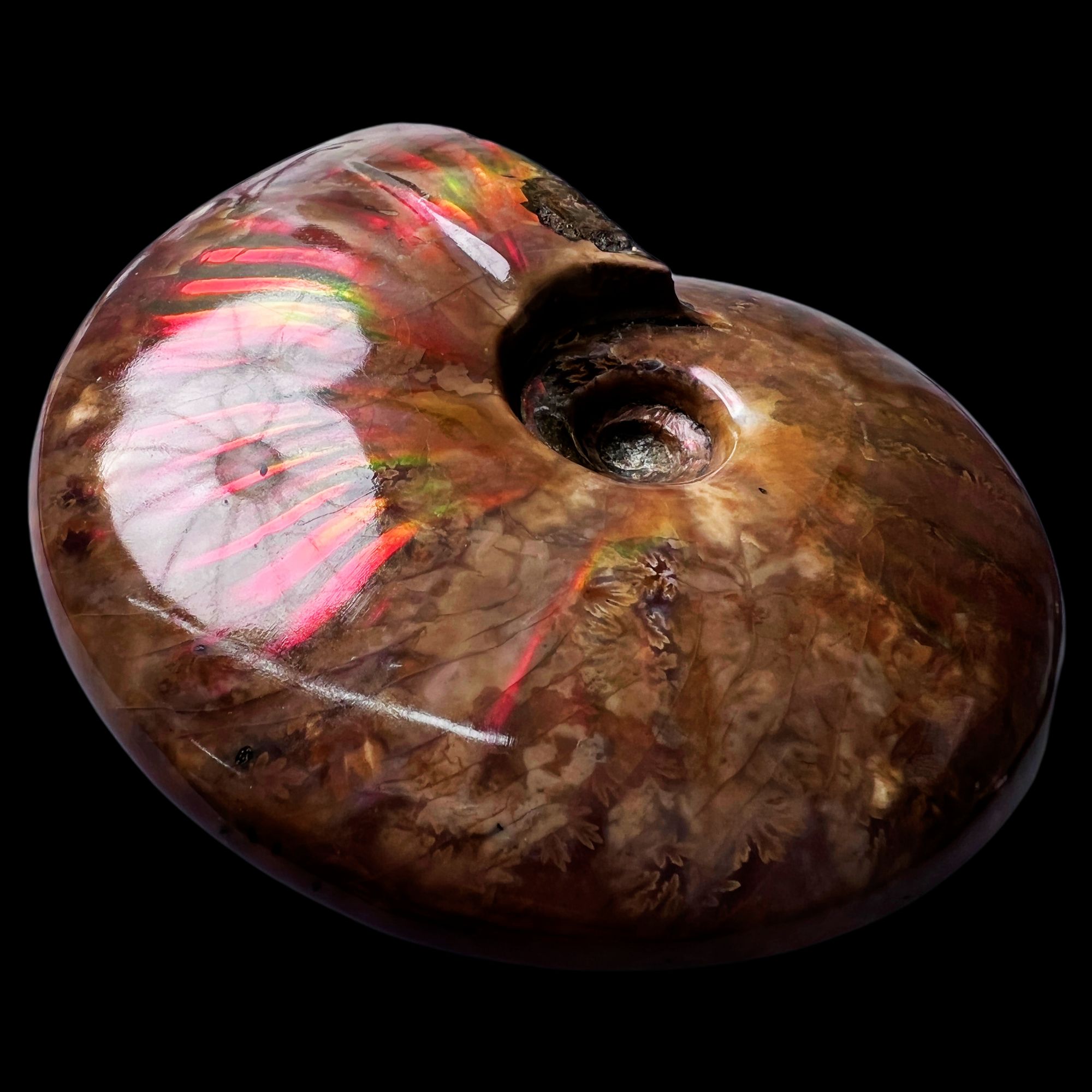 【 叶菊石（火凤凰-斑彩）】107.3mm 马达加斯加 古贝壳 E20