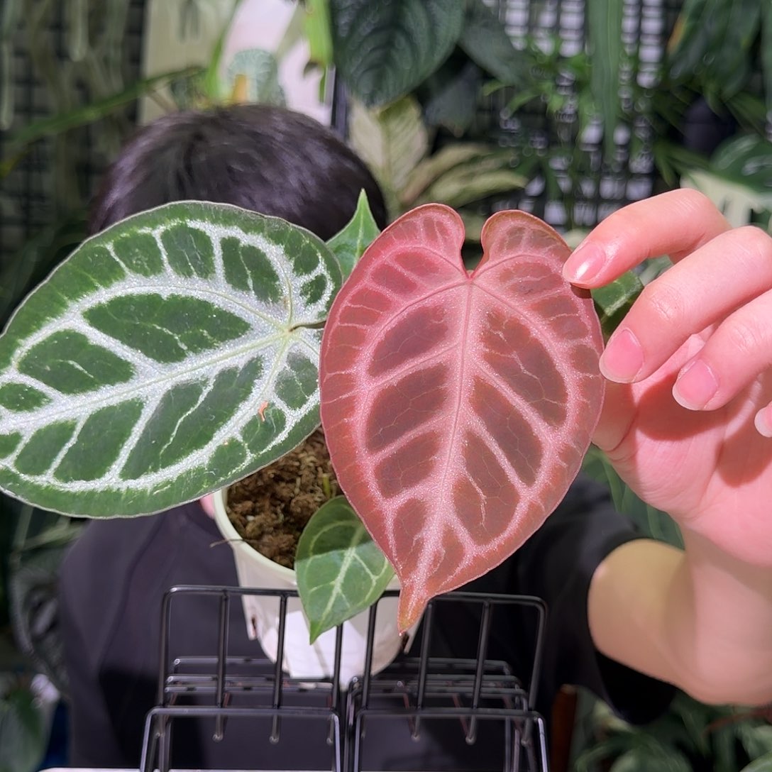 完全开放I84skg银红杂粉柠檬红