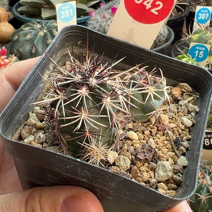 侧面有斑达氏青花虾加大红鹰