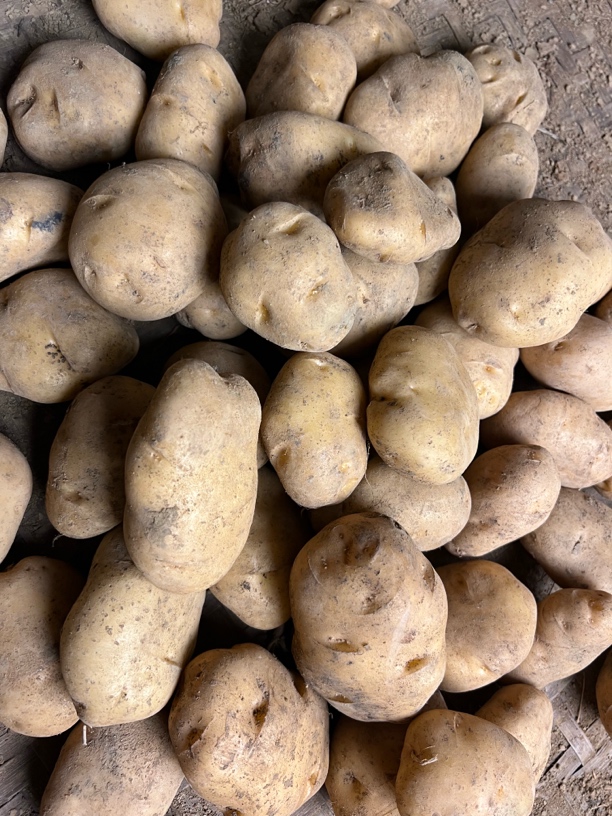 华二姐家米拉洋芋威宁洋芋