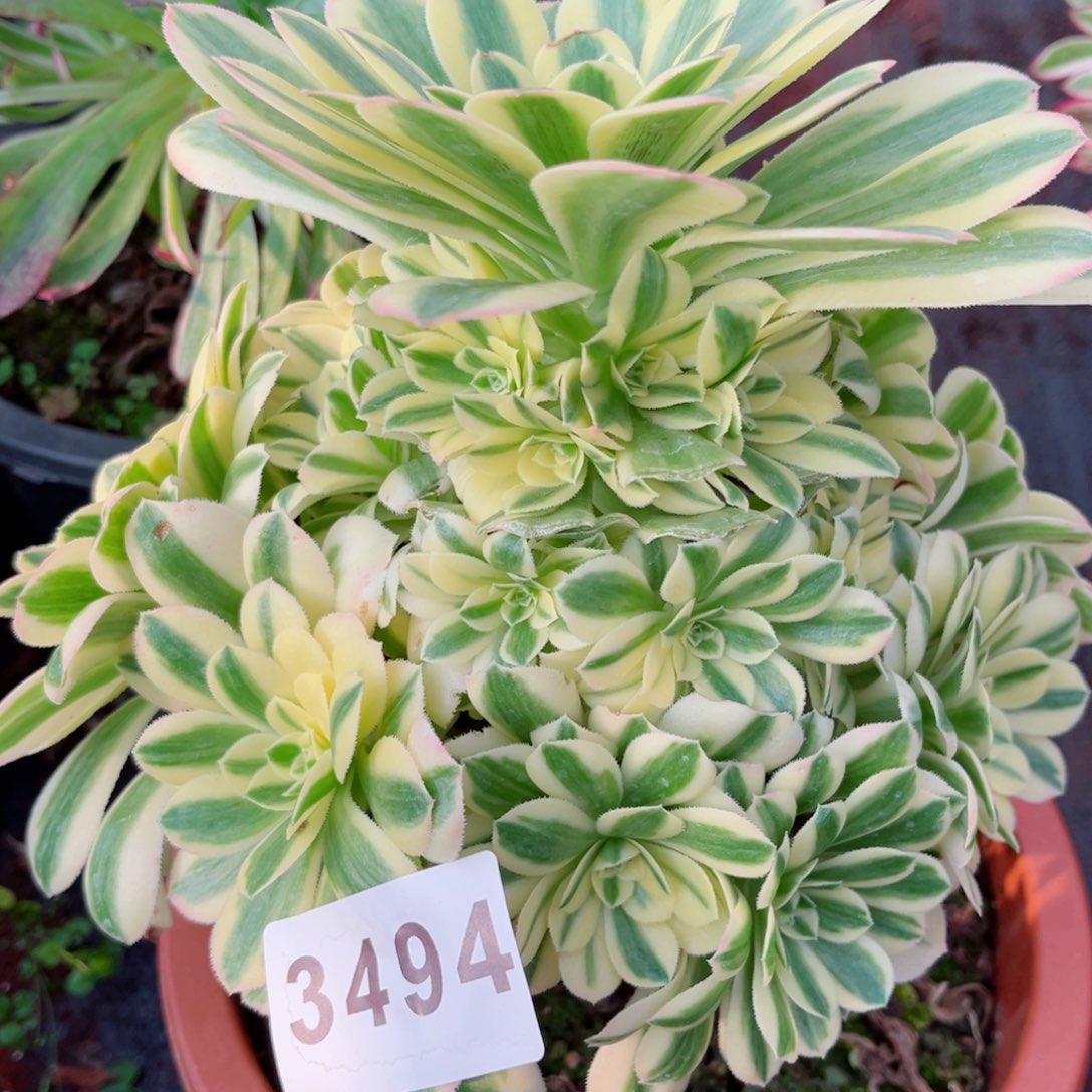 迈巴赫多肉28包邮发货