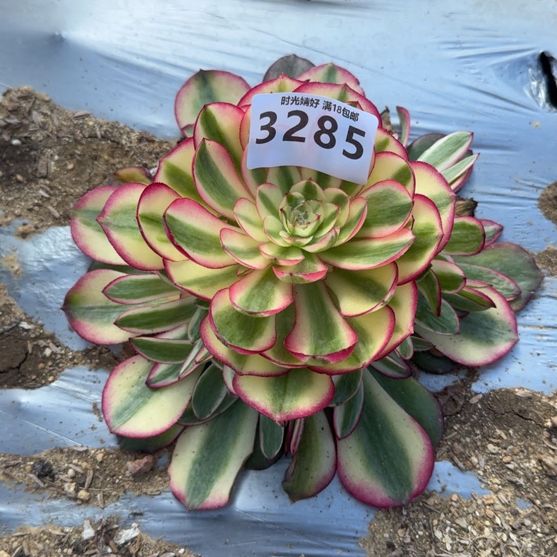 3285荔枝多肉植物