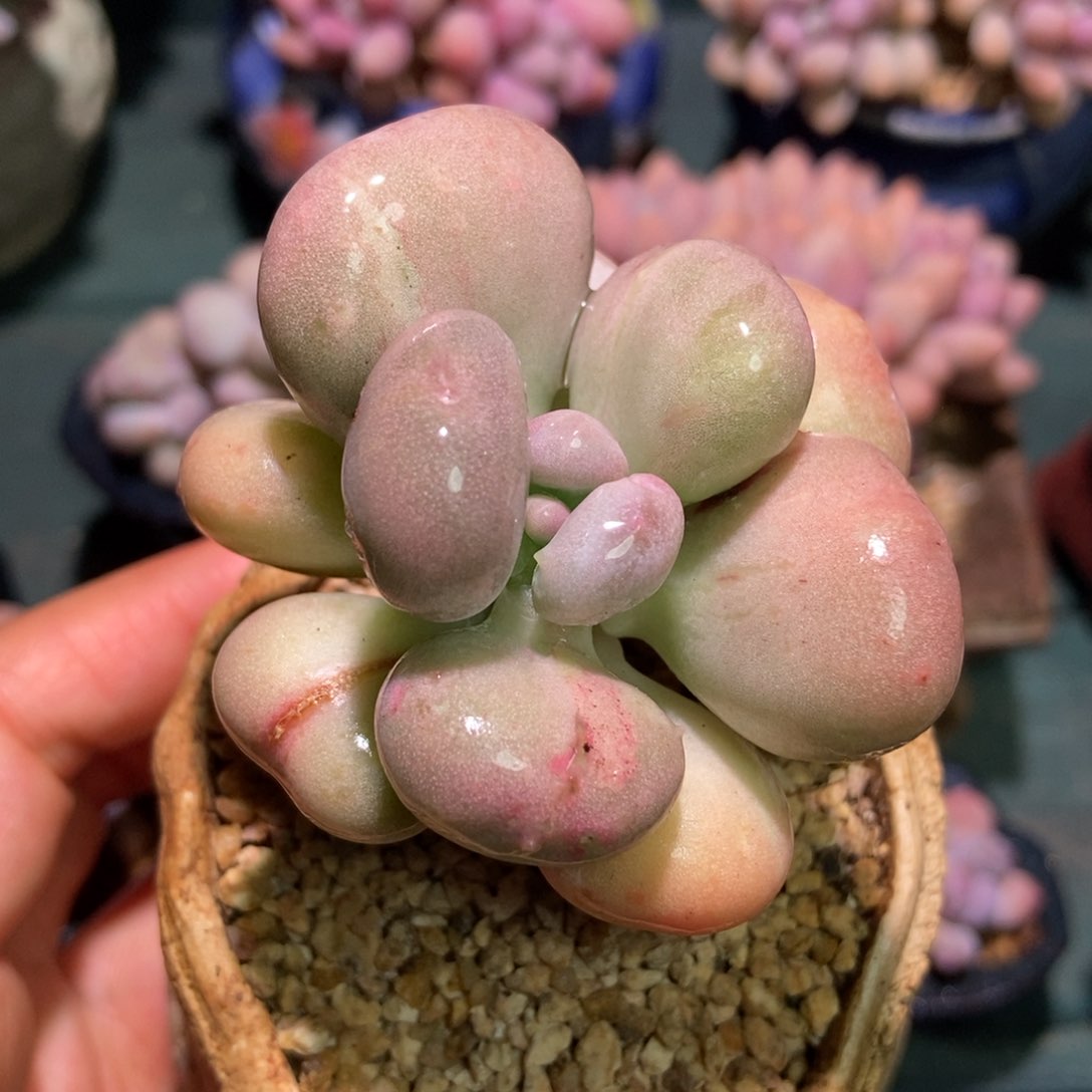 油煎丸子一物一拍