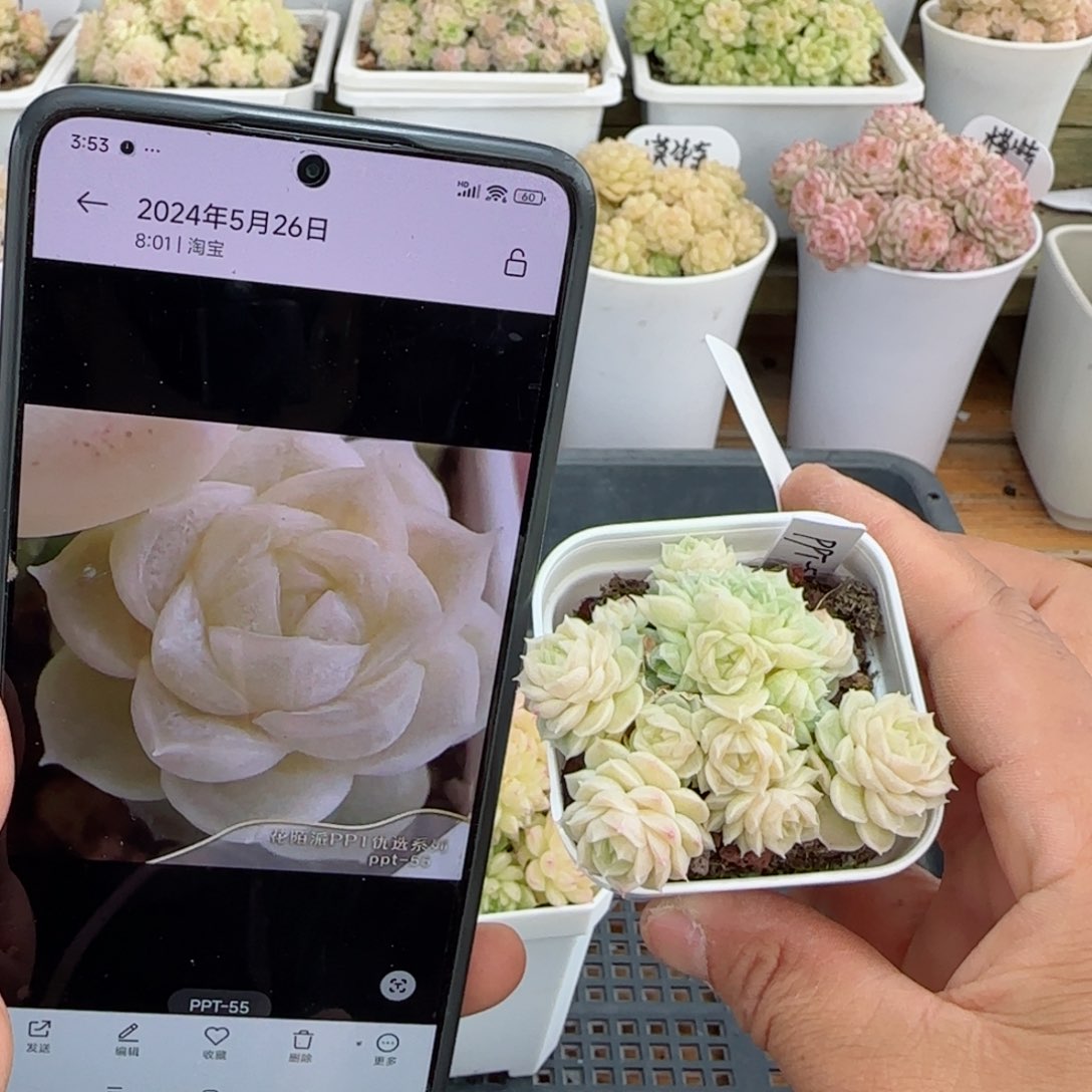 【闪购商品】0309-107（ppt-55）