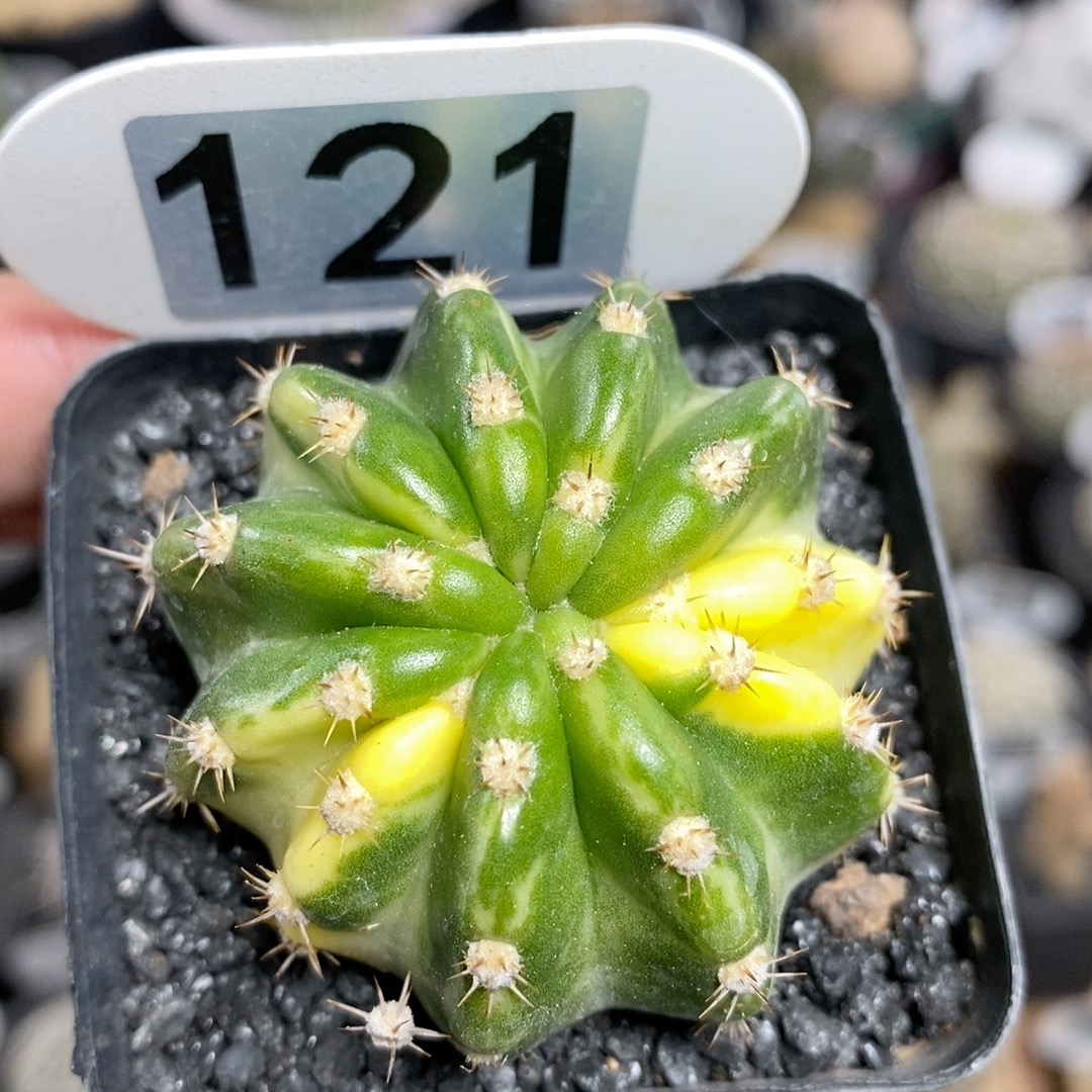 121号大豪丸锦4.5cm