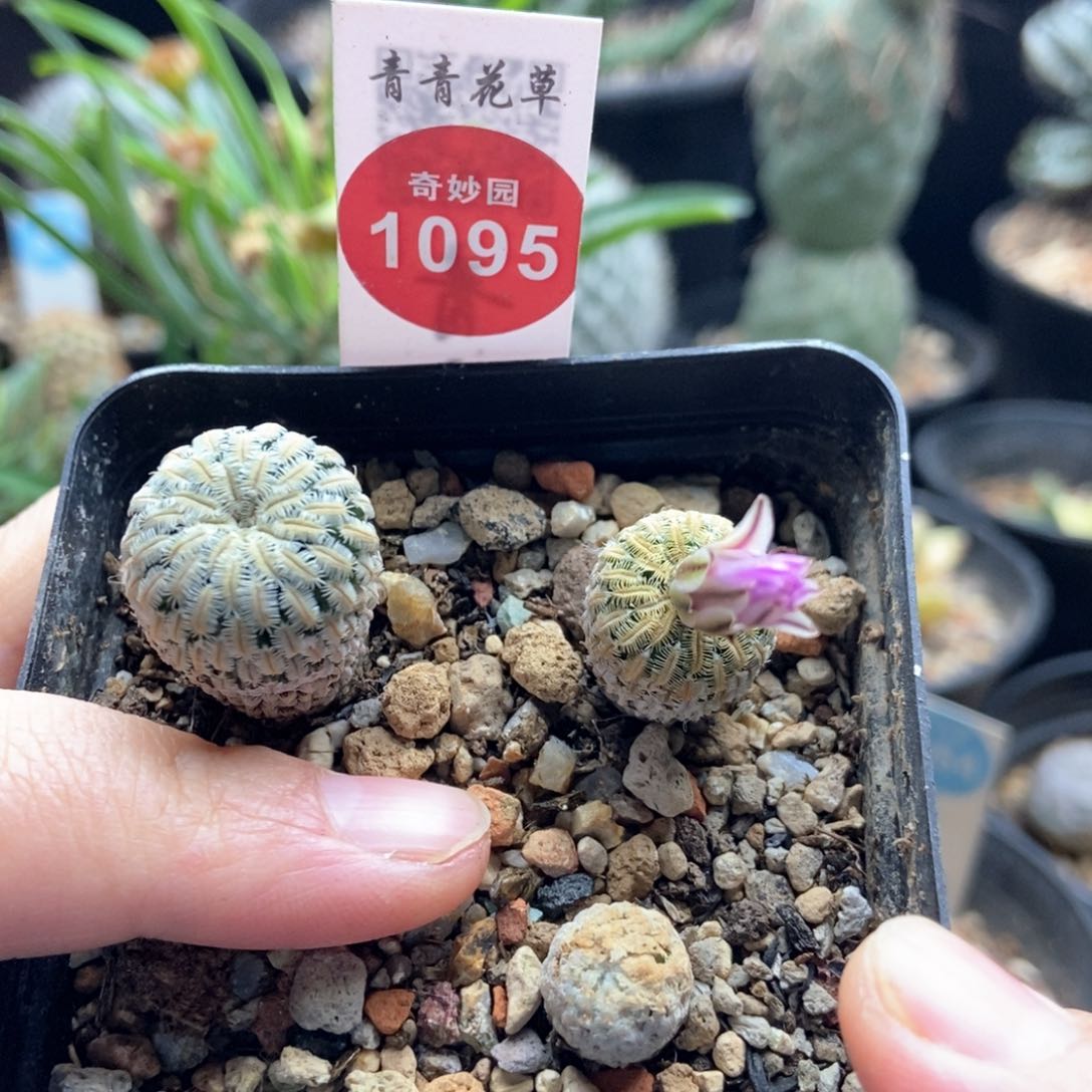 精巧殿加蔷薇丸一盒打包
