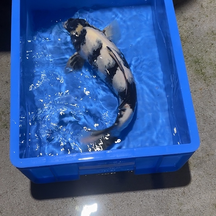 海水鱼赤目芒果白写