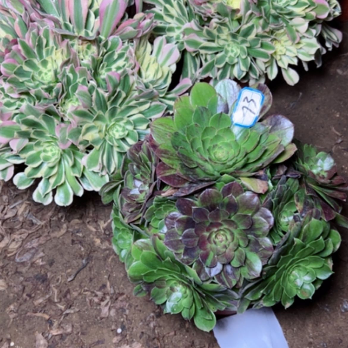 【闪购商品】多肉植物花月夜73