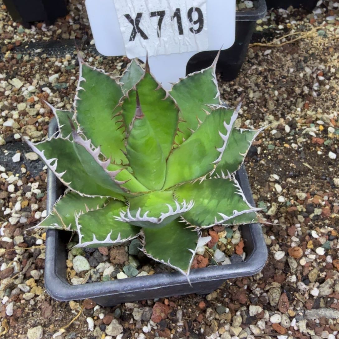 阿****福利强密刺霍利达脱土