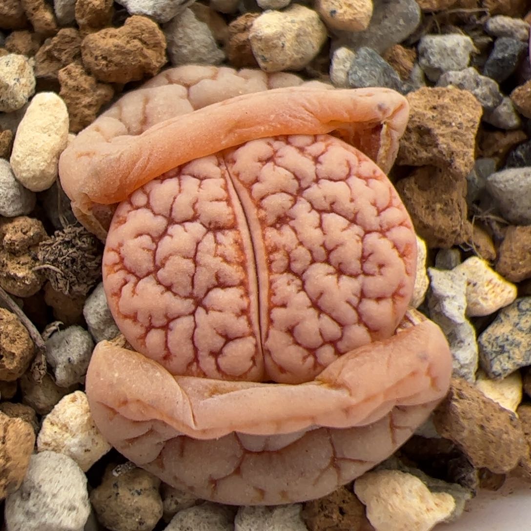 0707号189蛙哥后代 多肉植物