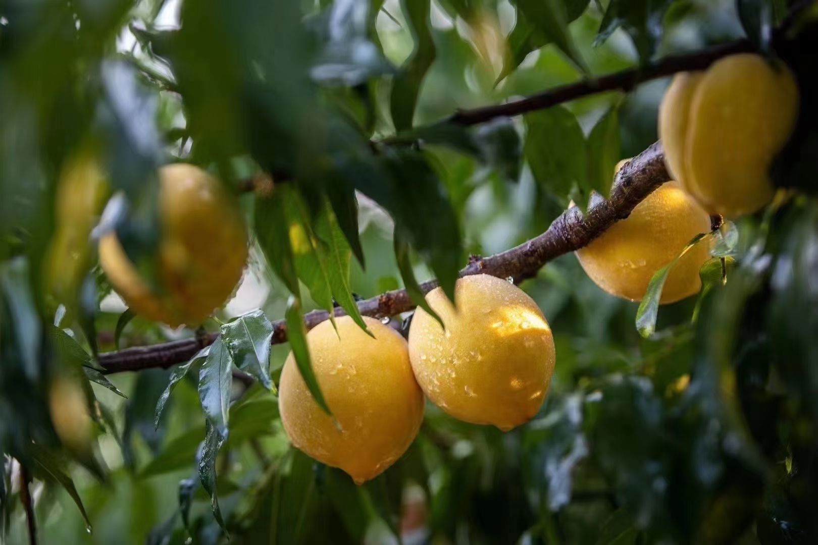 1200米高山锦绣黄桃果园直发