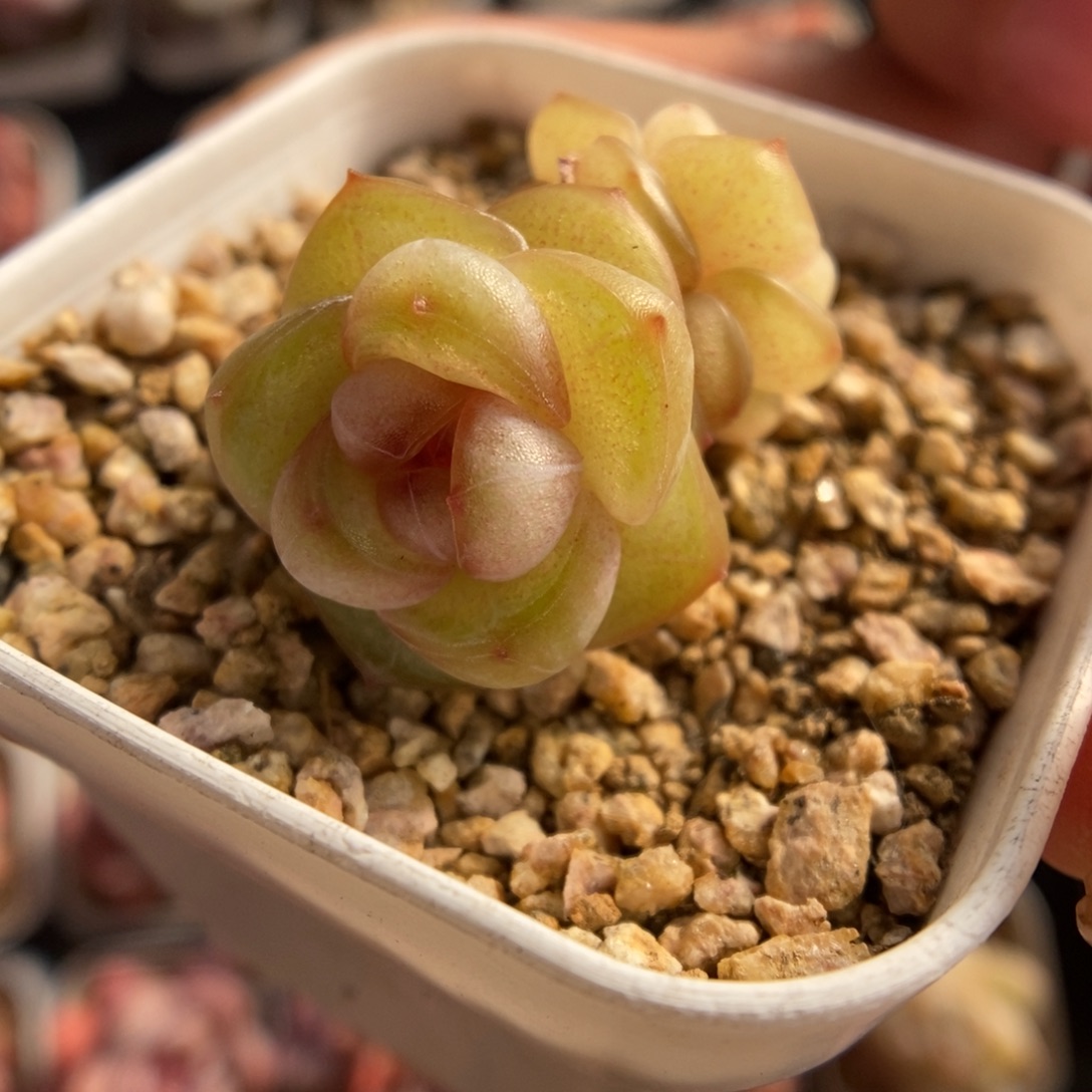 橘***糖珍妮188号。         