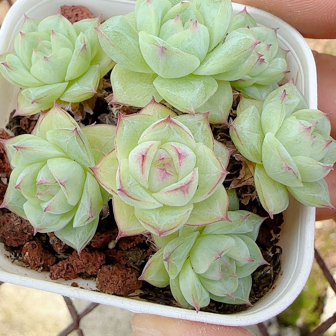 【闪购商品】0805-91边线女王