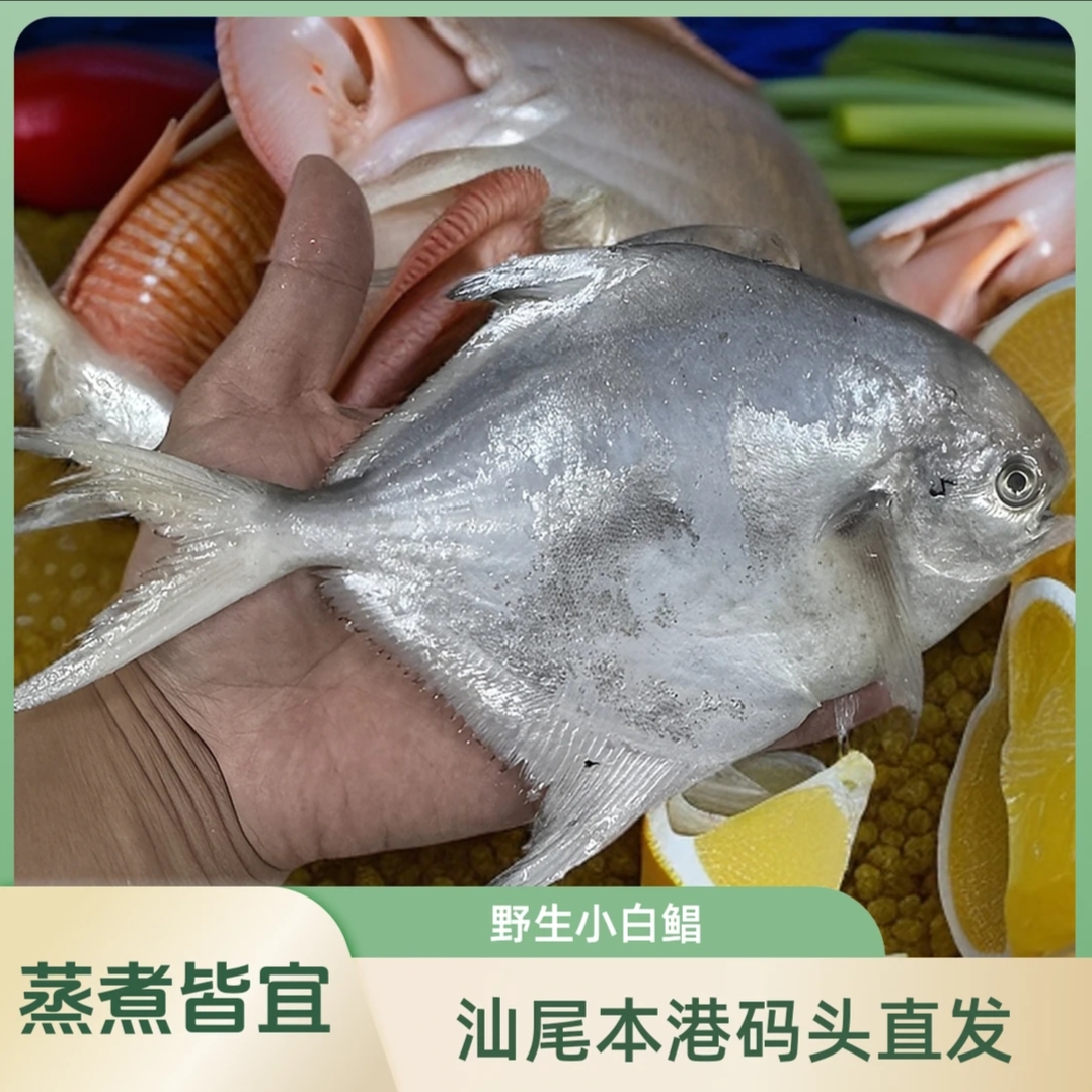 【小白鲳鱼】汕尾本港野生海捕小白鲳鱼 顺丰冷链