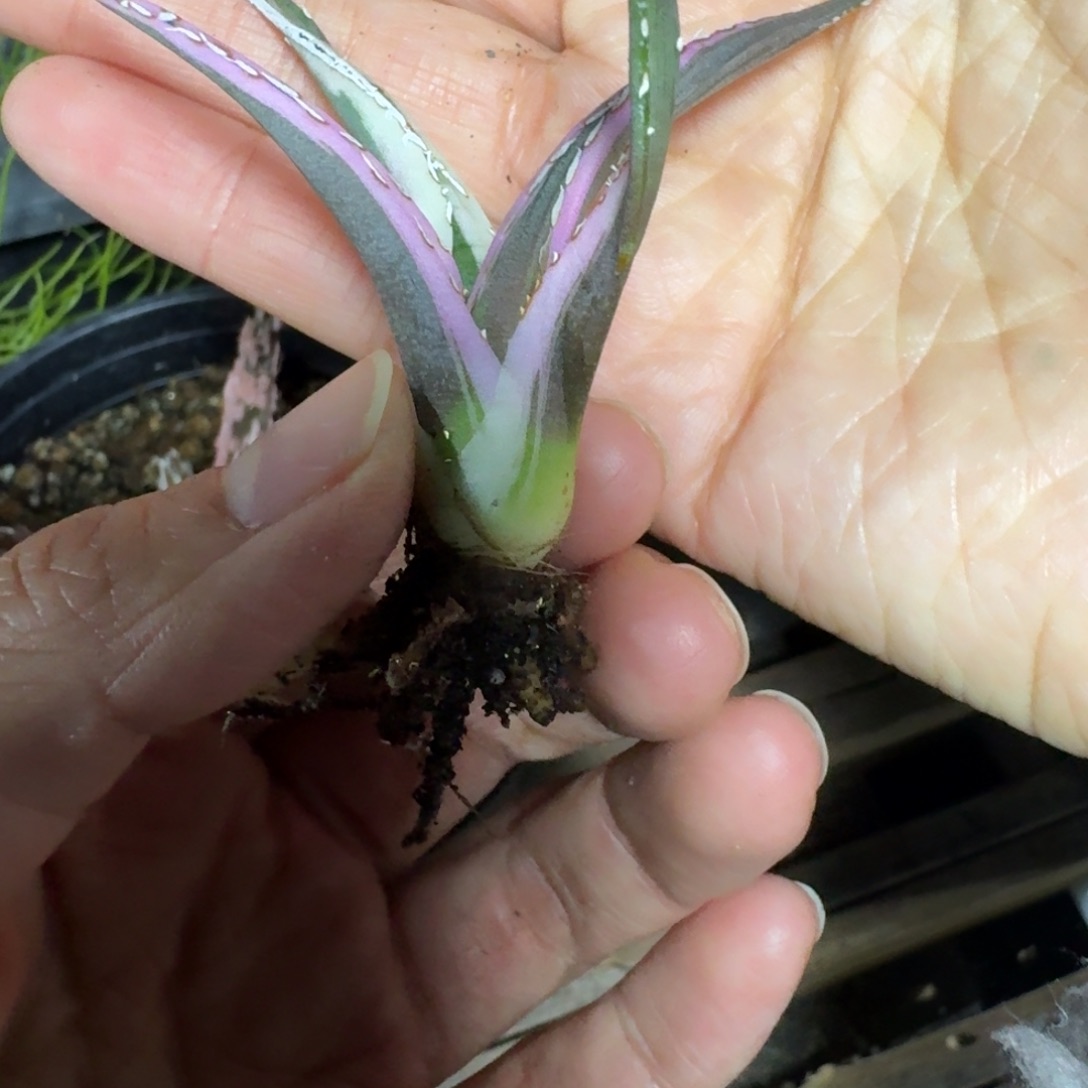 梦***貘冰山一物一拍多肉植物