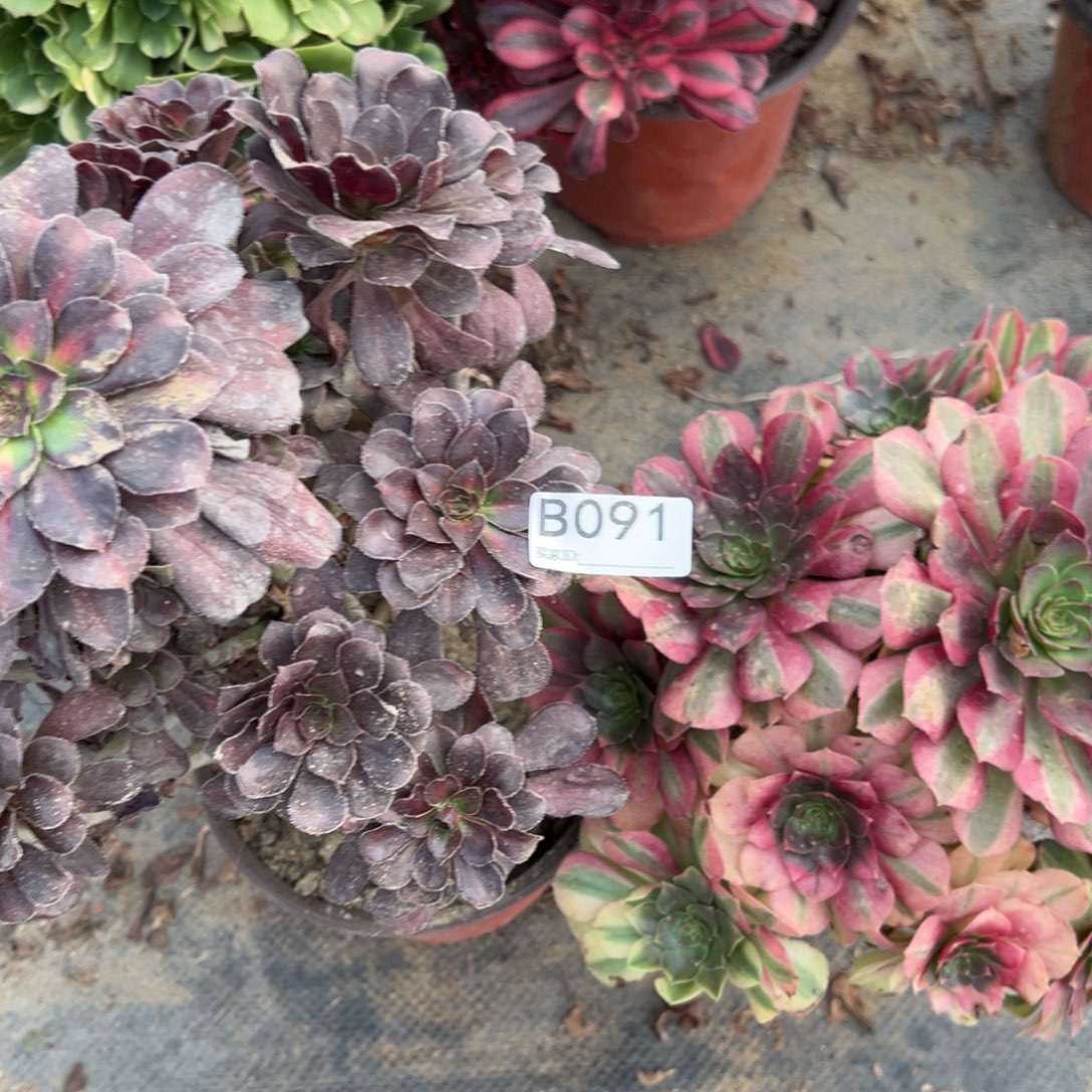 山***)091两颗组合多肉植物法师