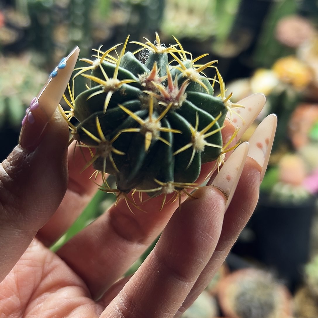 武藏林波侧牙仙人球111111111