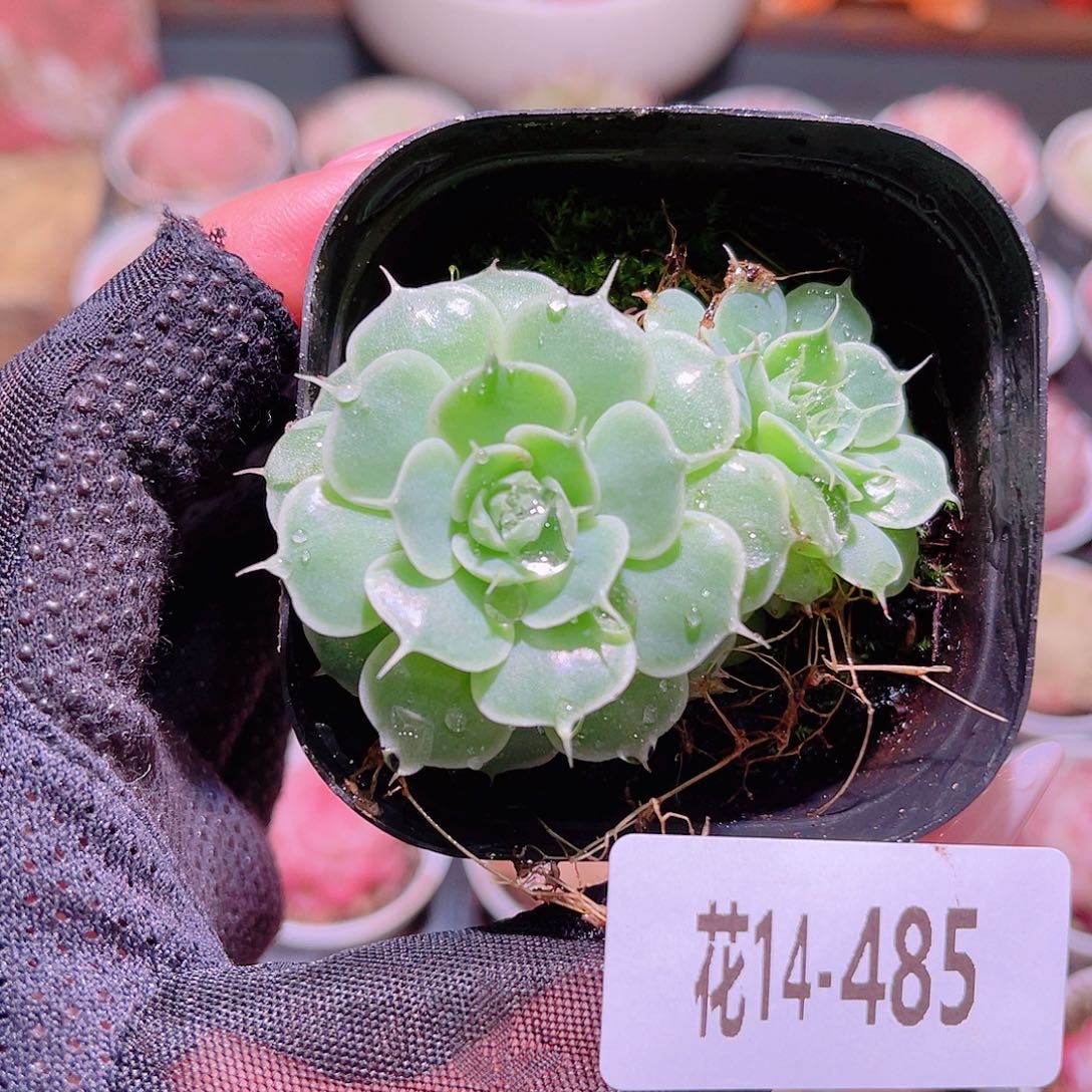 花利美14-485贝尔