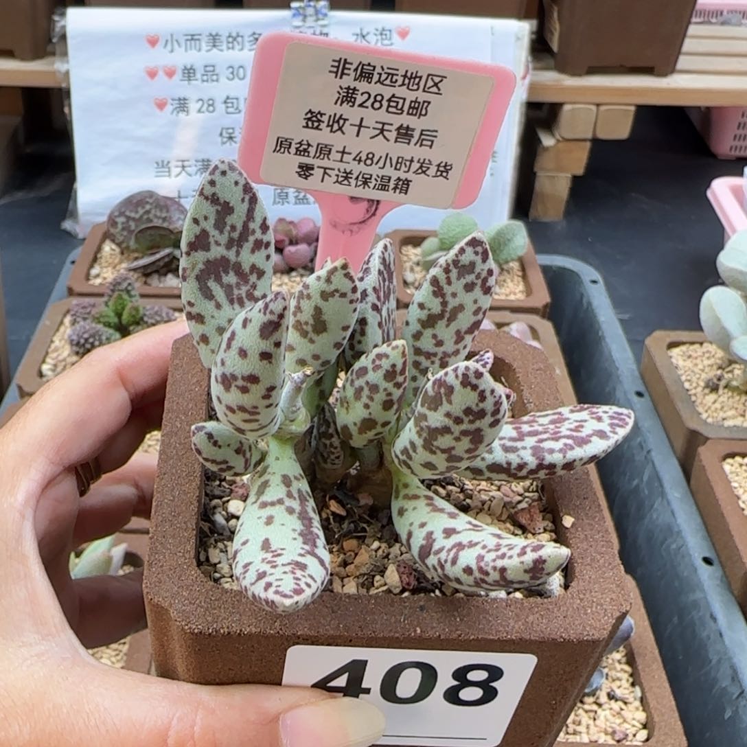 5***娘408杂交马蛋多肉植物