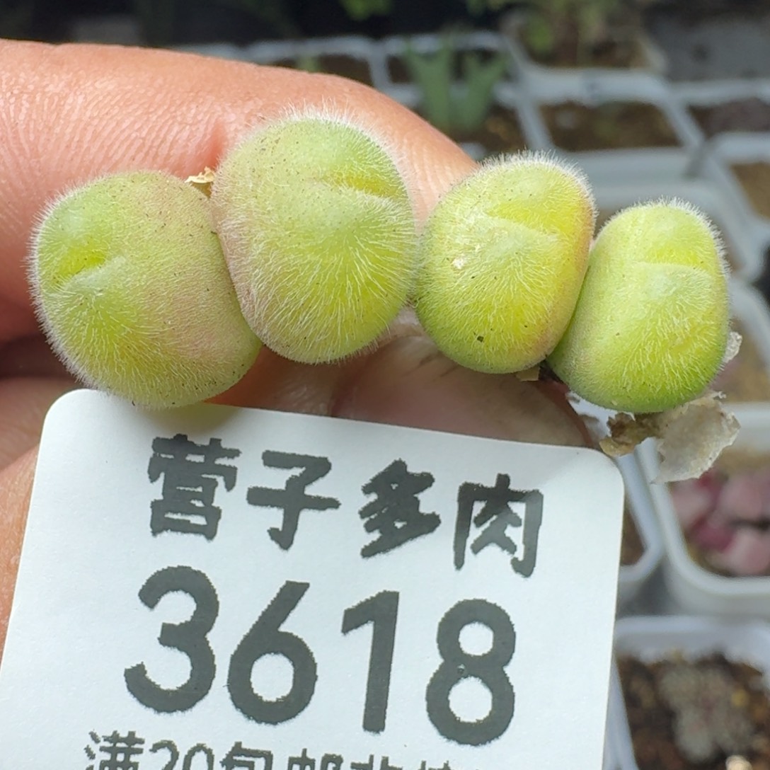 长毛两颗双头               