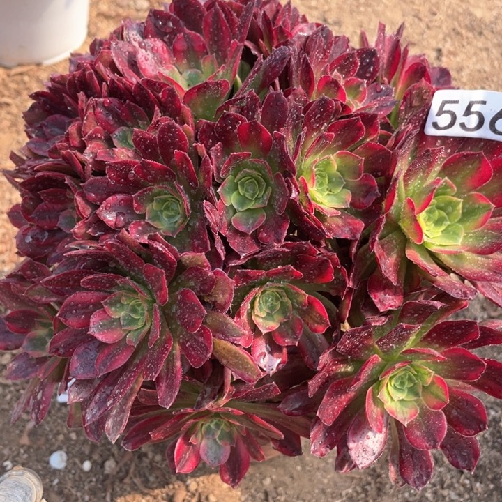 556多肉植物安娜