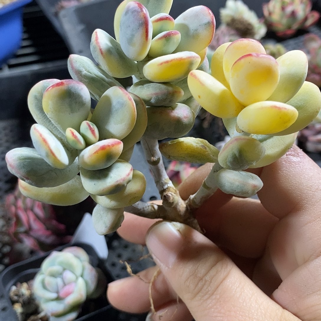 福娘锦多肉植物哇啦塞