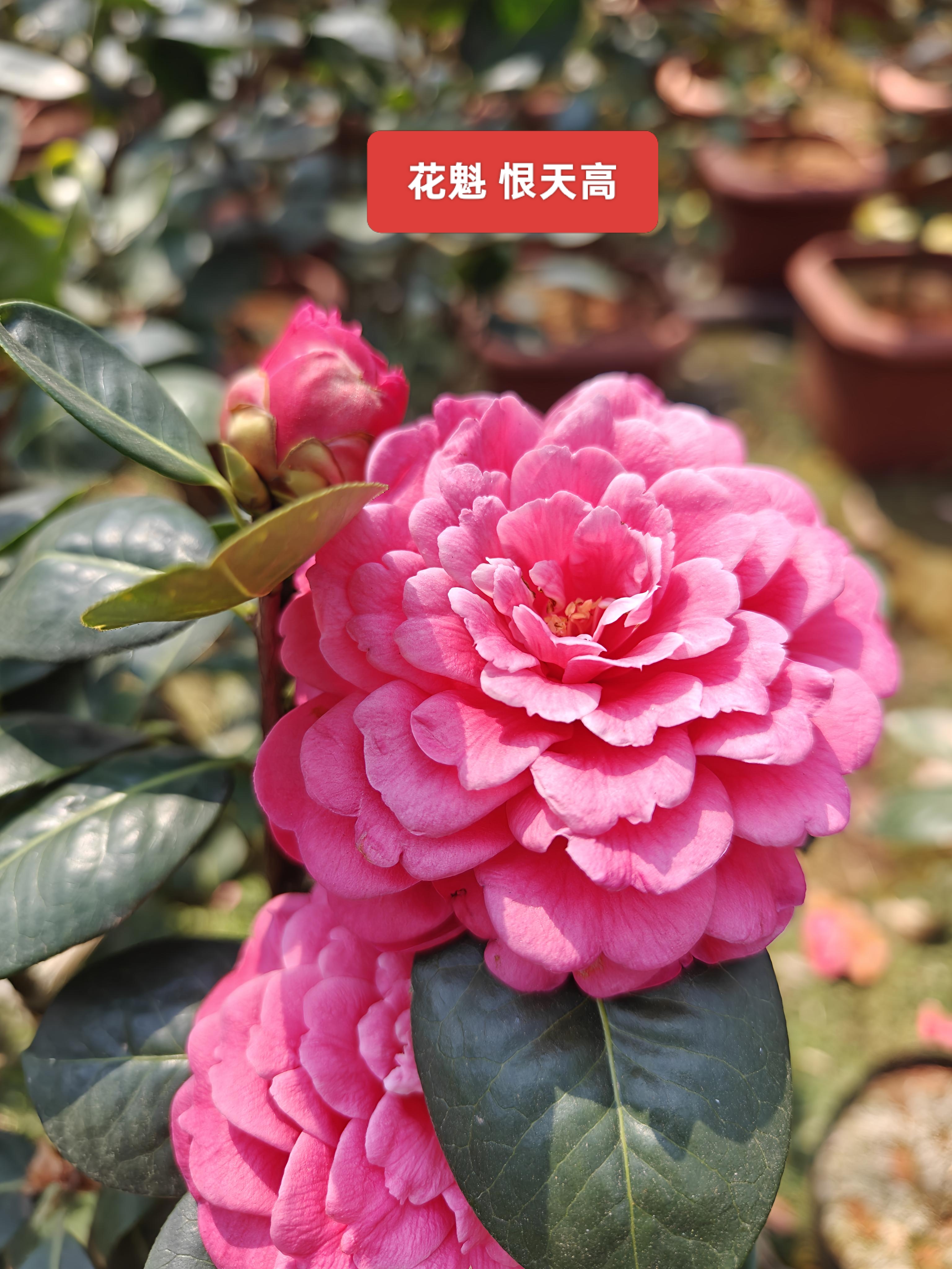 云南山茶花 恨天高 童子面朱砂紫袍 狮子头 玛瑙 西楚霸王靖安茶