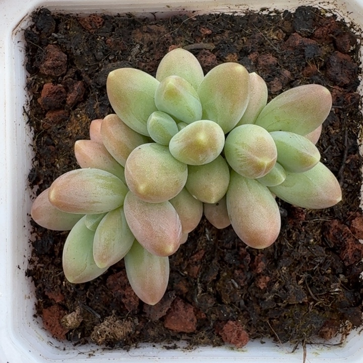 戴蒙德 3头 一物一拍