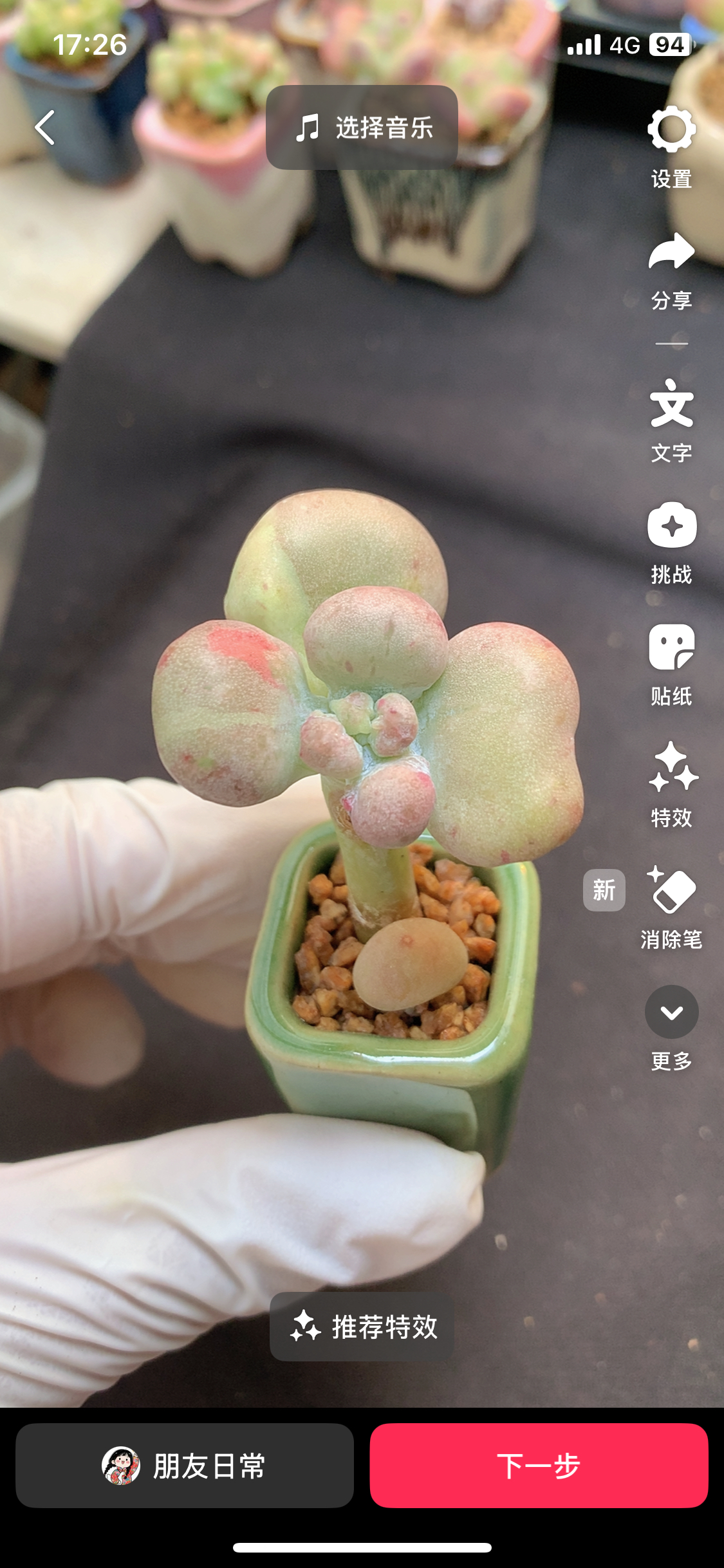 老版油煎丸子 彩虹锦色 粗桩 带小脑袋