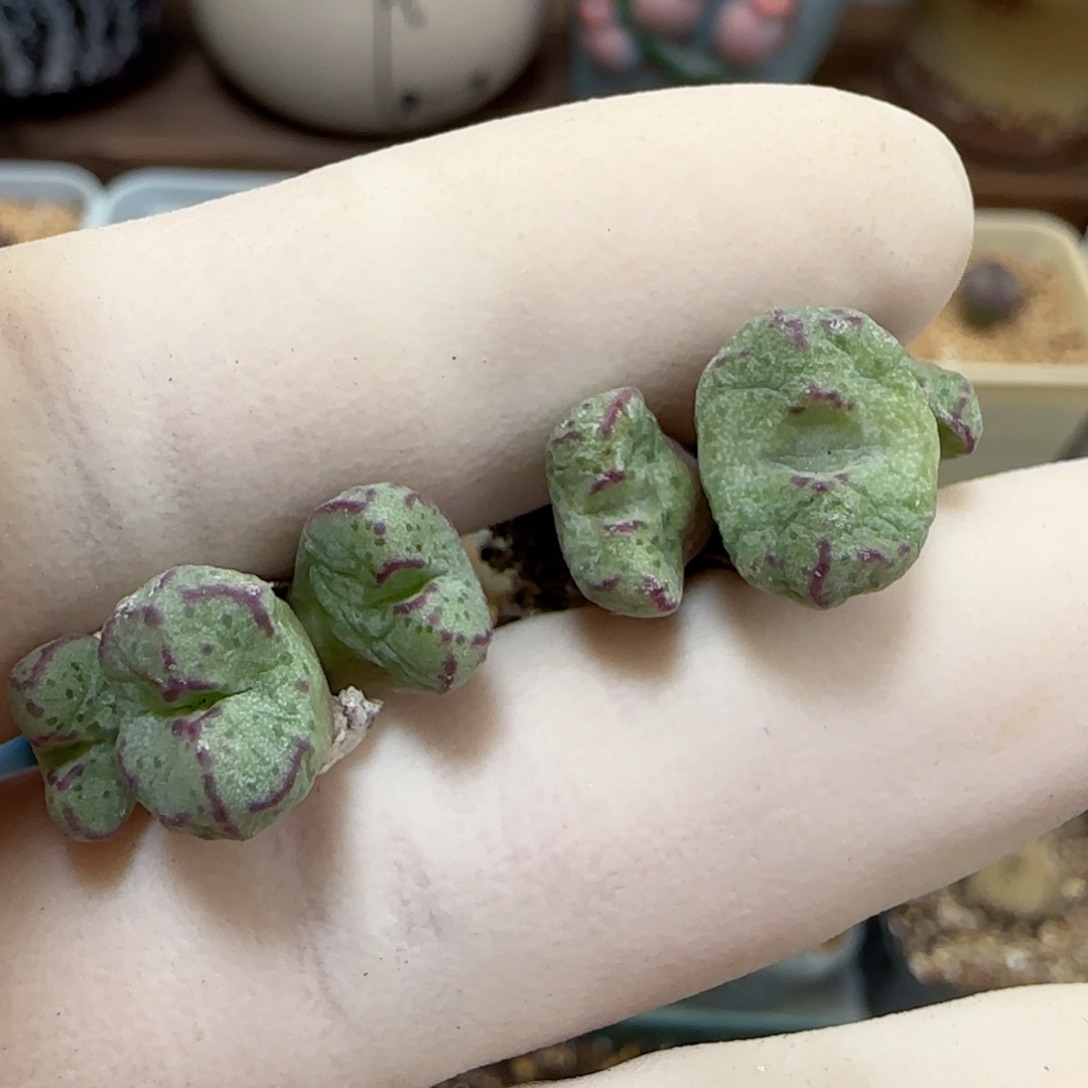 429平头斑马福利