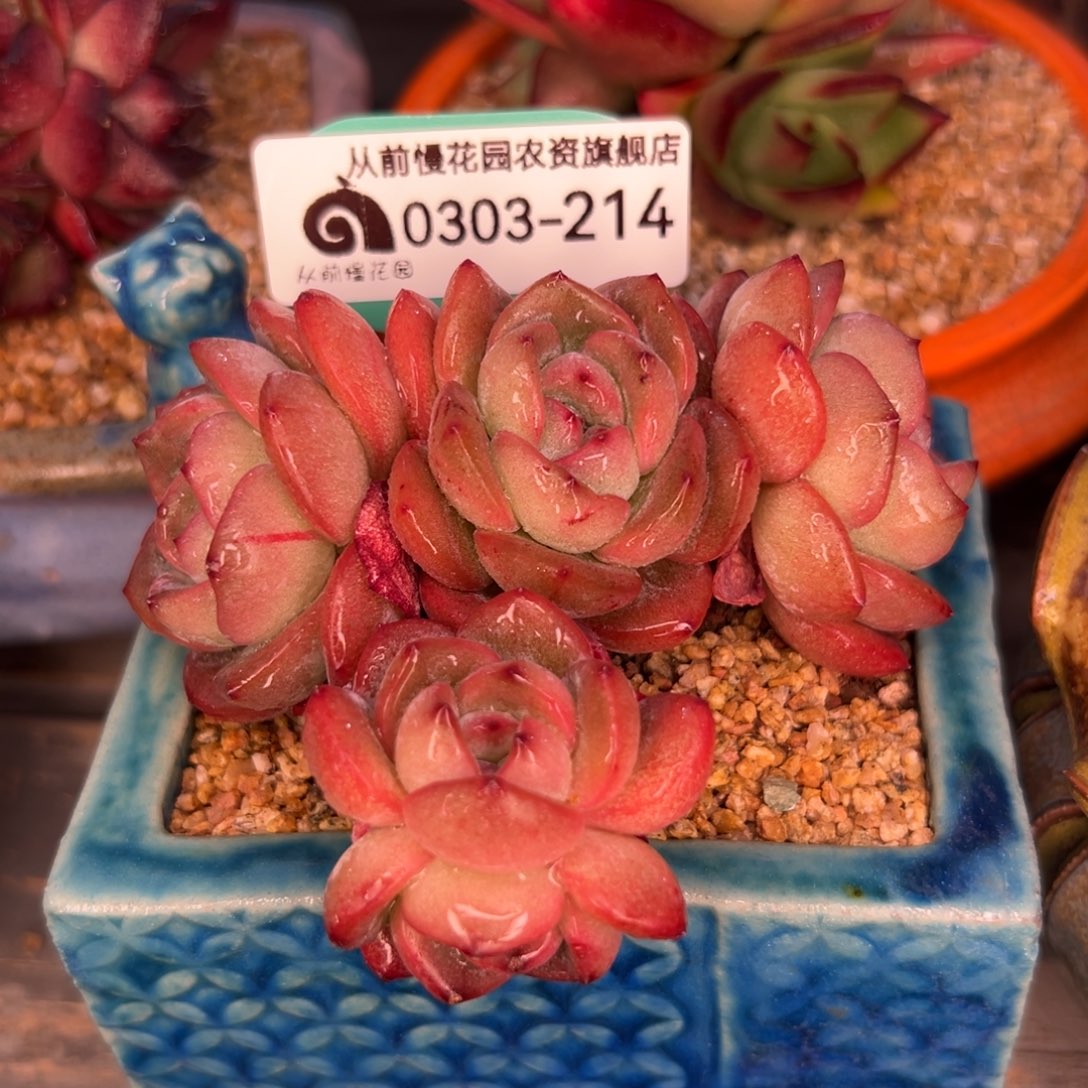 多肉一物一拍0303-214