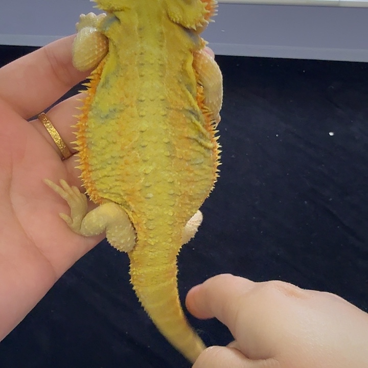 豹纹守宫35厘米柑橘鬃狮蜥