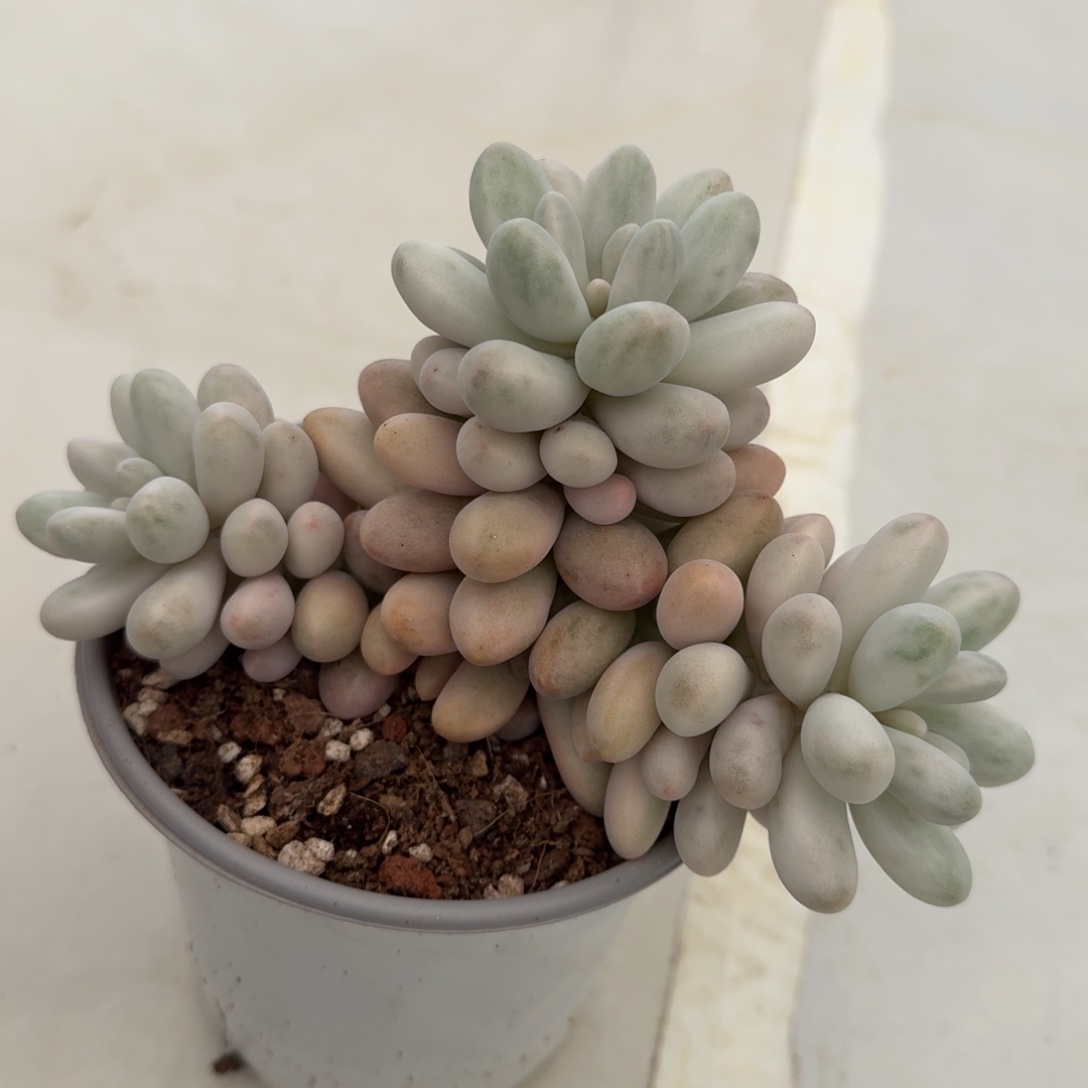 粉莲锦fiounjindtjin