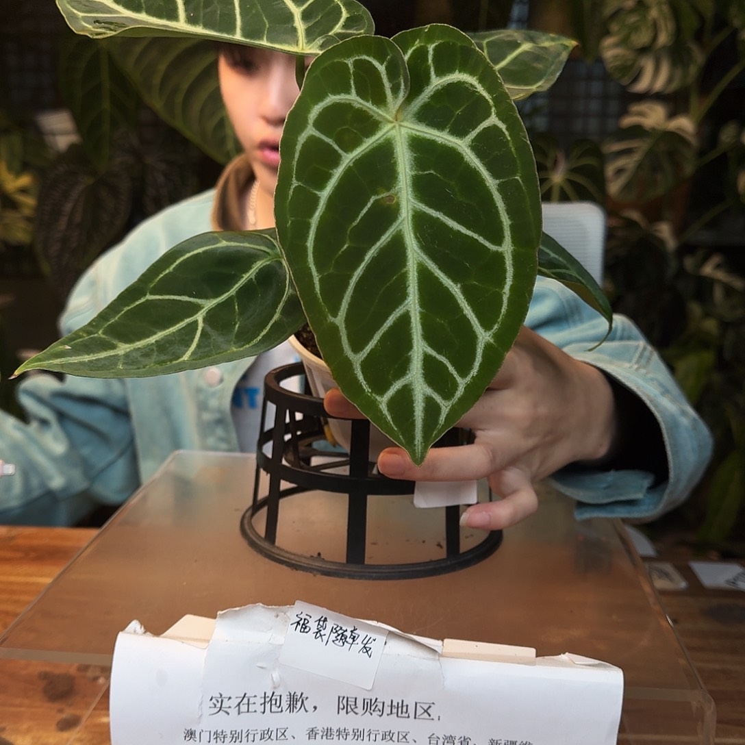 完全开放H149黑底撕裂纹杂撕裂纹