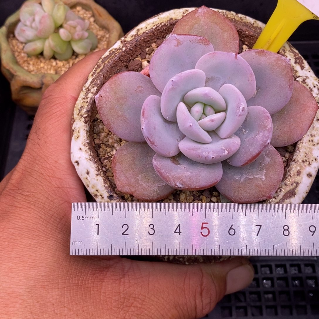 467精控韩版奶茶老桩