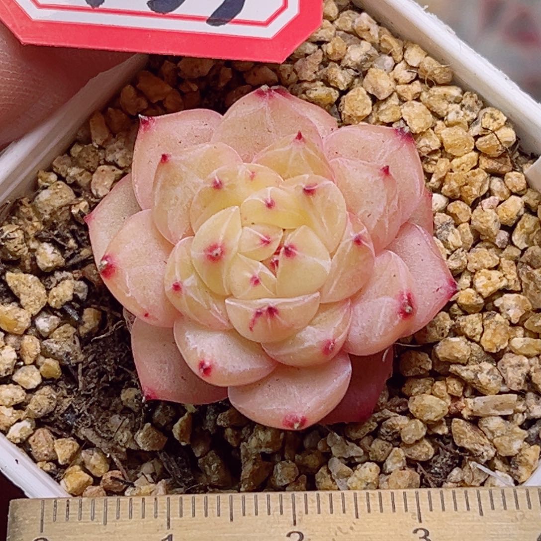 G33一物一拍 寒绯