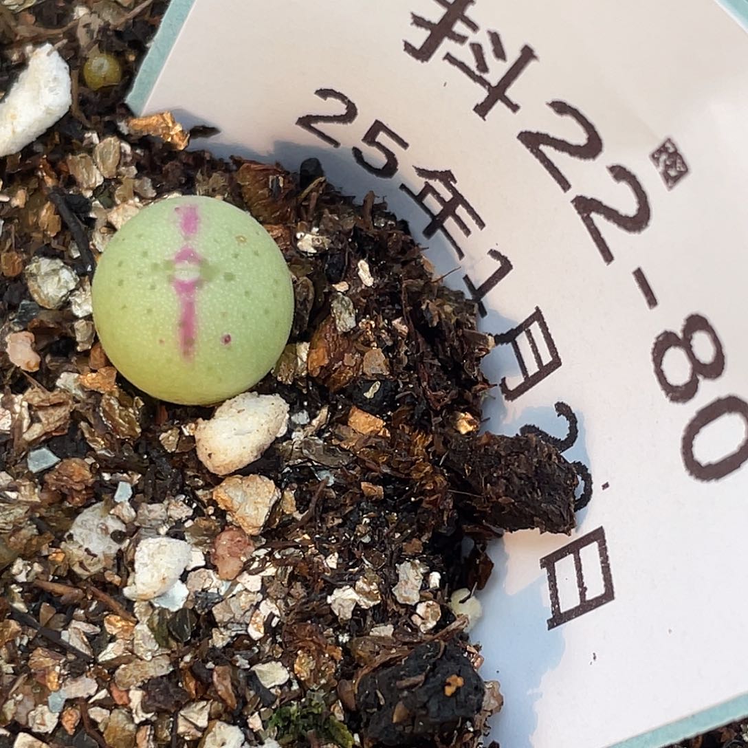 22-80将多肉植物