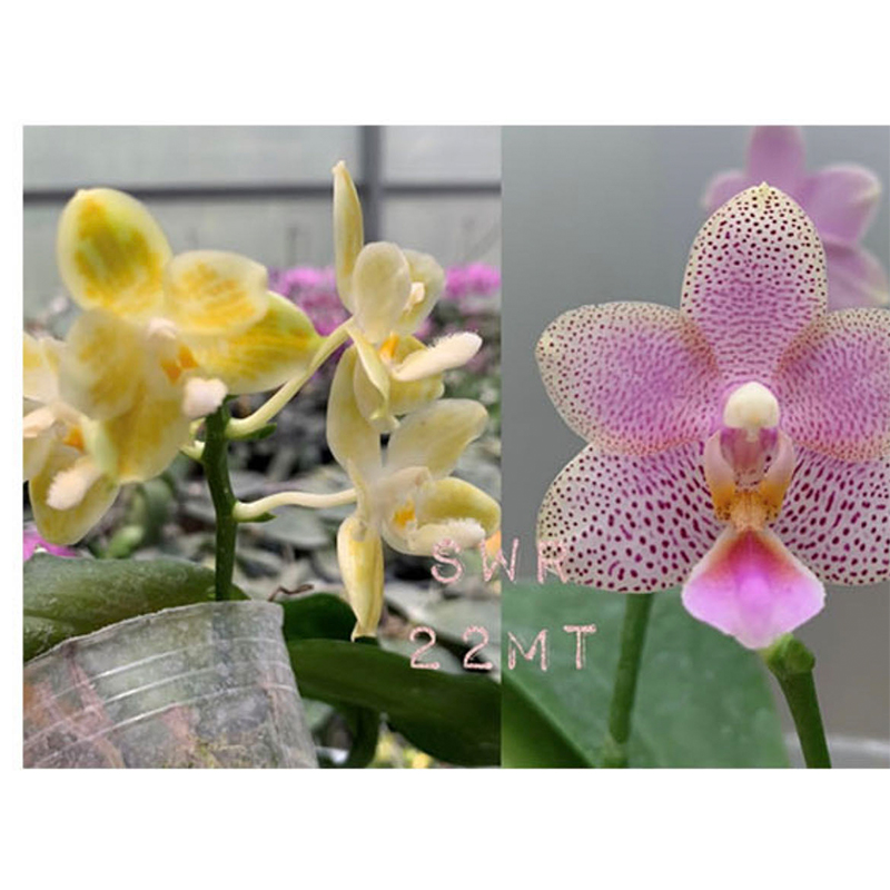 2.5寸 SWR22MT-抽梗苗 叶瑕 珍奇蝴蝶兰