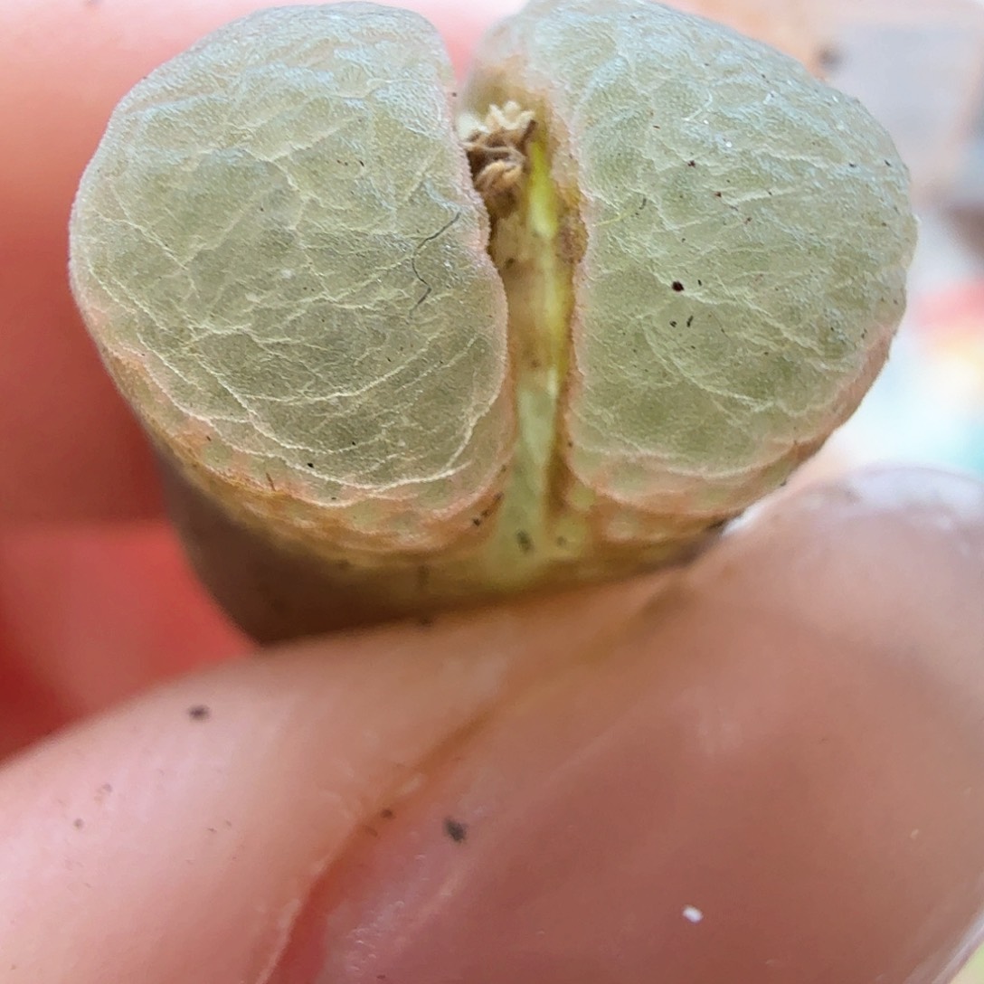 2.1.16/一褪二荧光圈泡泡窗风铃）多肉