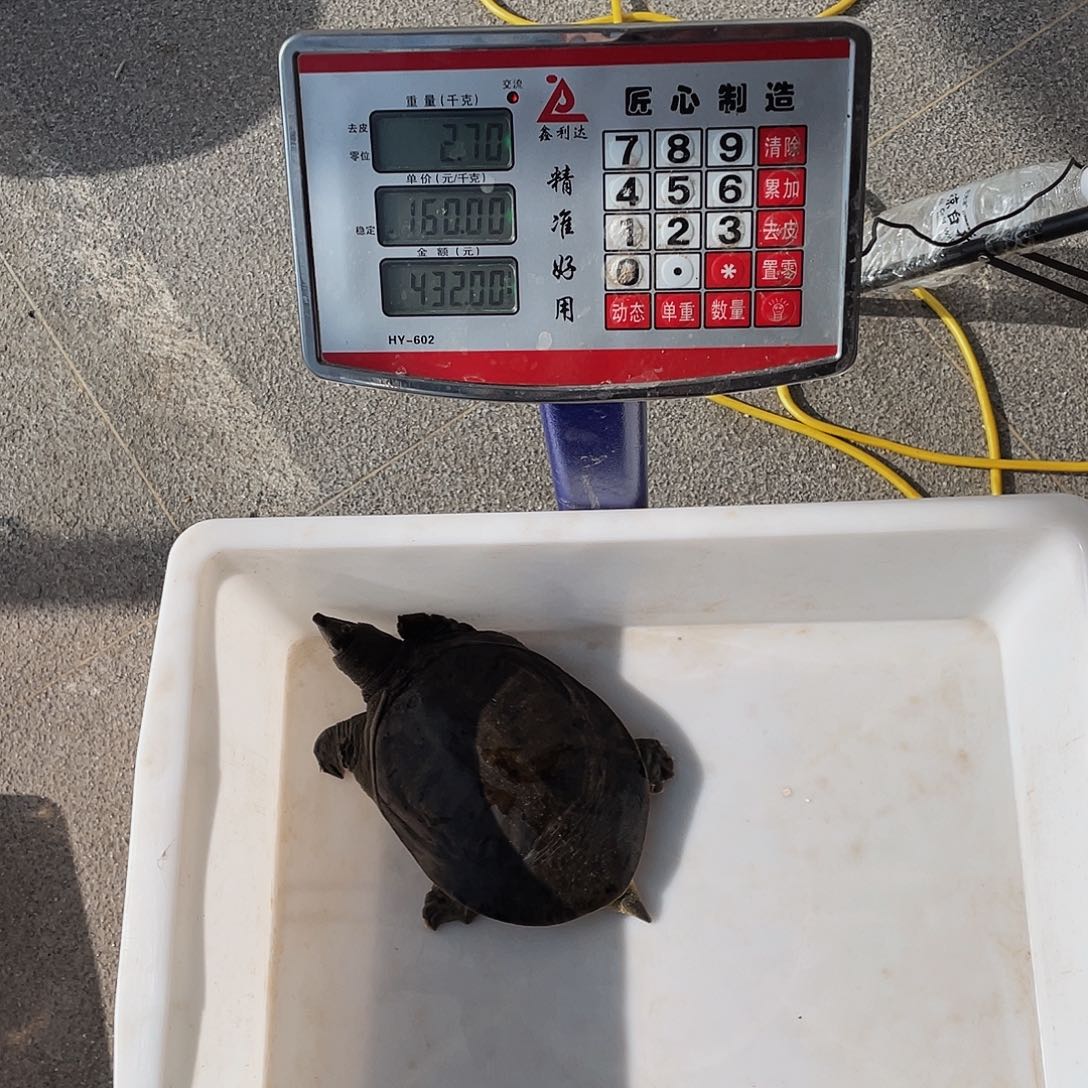 中国大陆474756646556