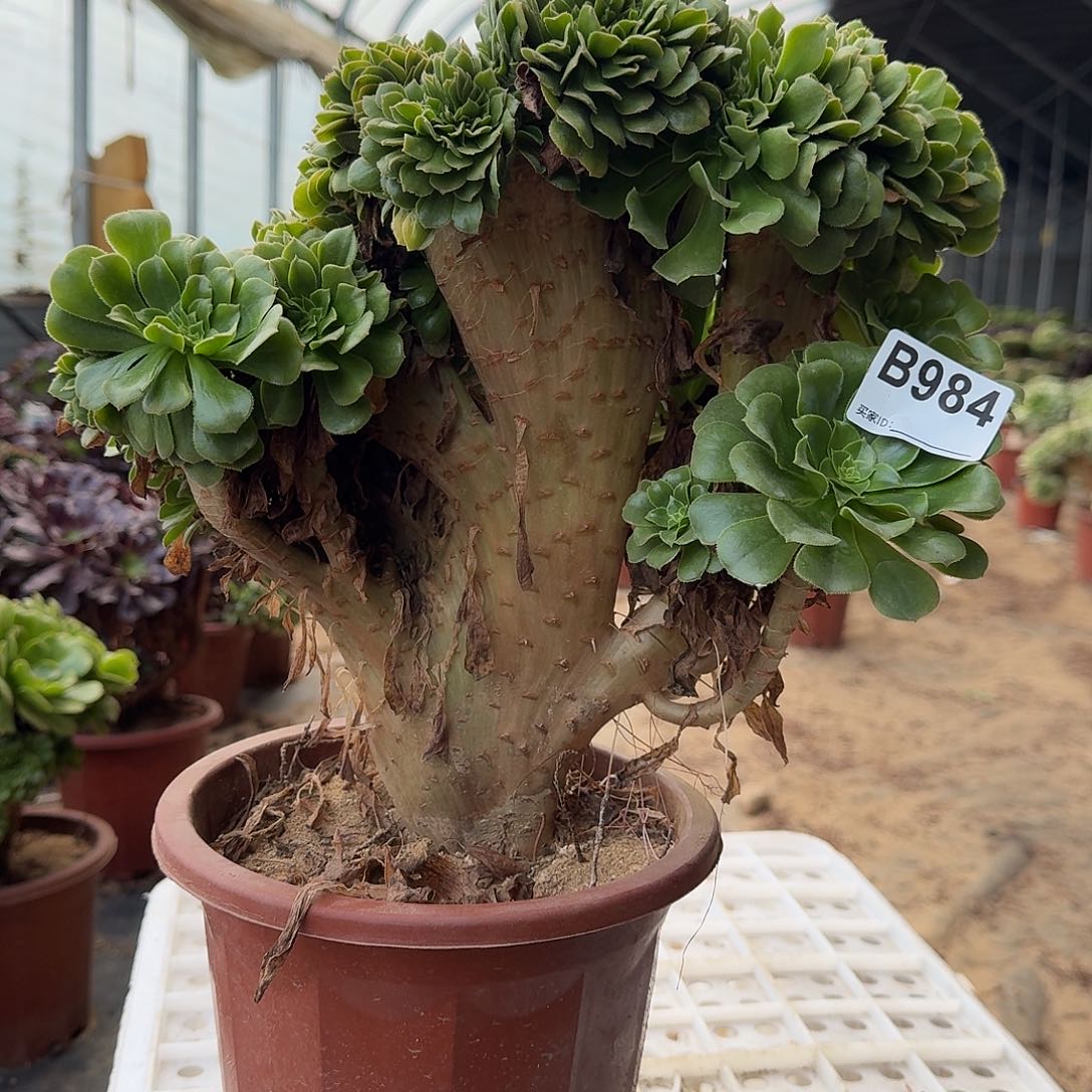 984绿缀一颗呀呀呀