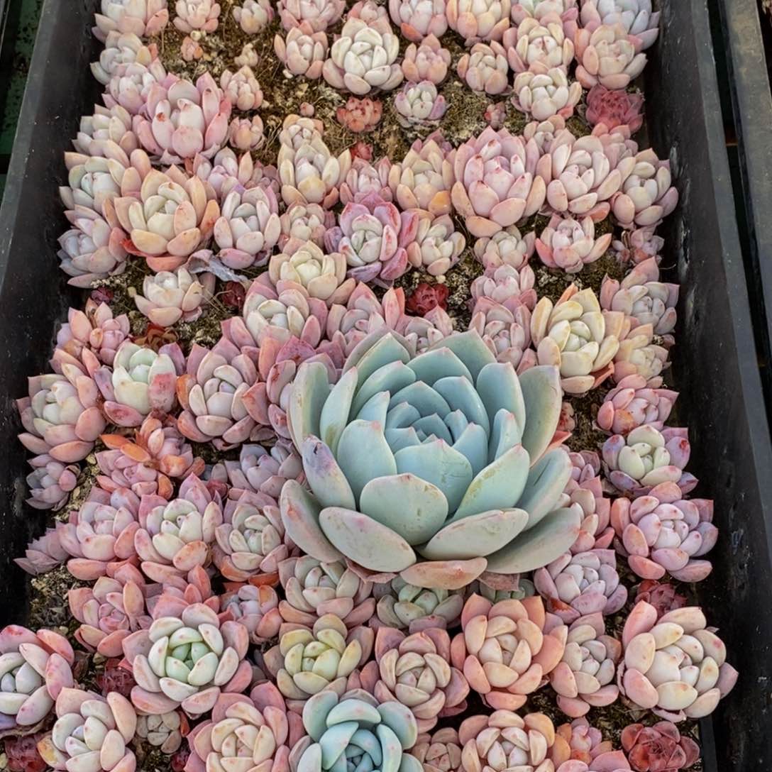 739多肉植物保护研究所