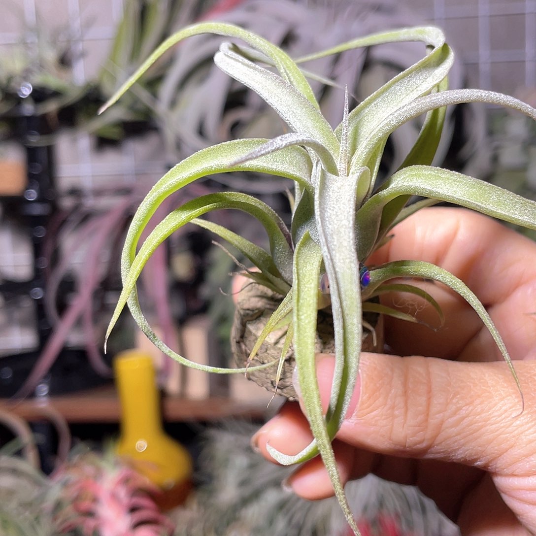 D***s花中花杂坐美人45号