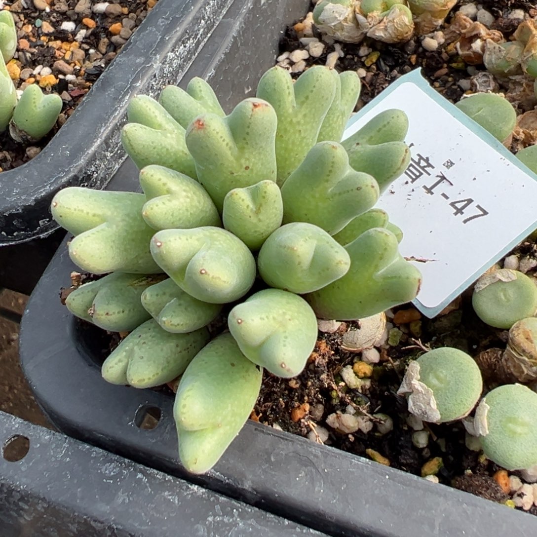 用***猫1-47肉锥多肉植物，